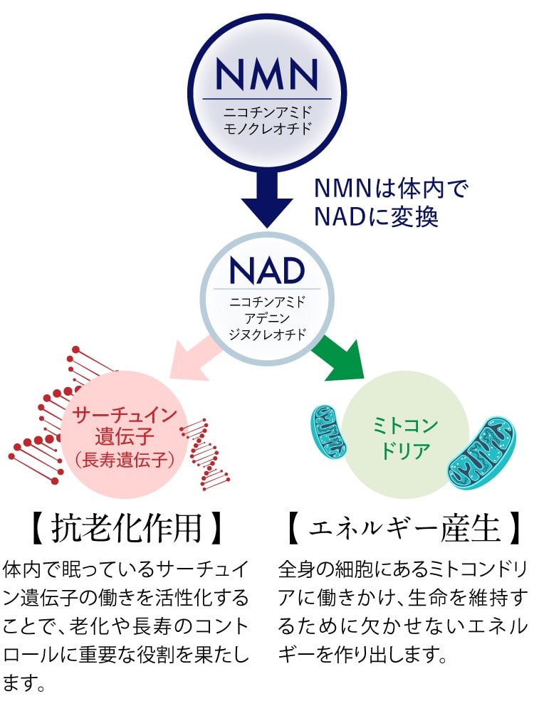 nmn_illust01.jpg